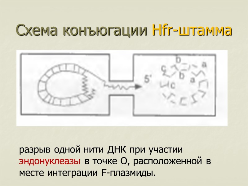 Схема конъюгации Hfr-штамма  разрыв одной нити ДНК при участии эндонуклеазы в точке О,